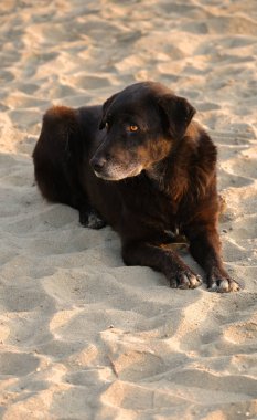 Kumsalda kumsalda dinlenen sevimli köpek.