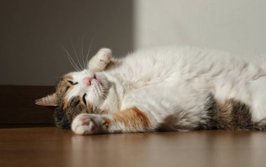 Güzel şirin kedi yalan söylüyor ve güneşleniyor.