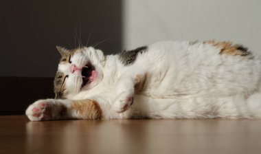 Güzel şirin kedi gülümsüyor ve güneşleniyor.