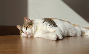 Güzel şirin kedi yalan söylüyor ve güneşleniyor.