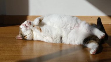 Kedi tüylerini yalıyor ve güneşleniyor.