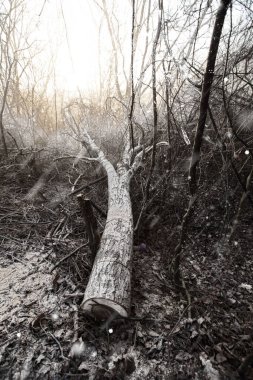 Isınmak için odun kesimi. Kesinti. Kış için odun hazırlama, şömine fırını. Güzel, el değmemiş orman alanının ormansızlaşması. Isınmak için yakıt. Kış. Ağaç kesme.