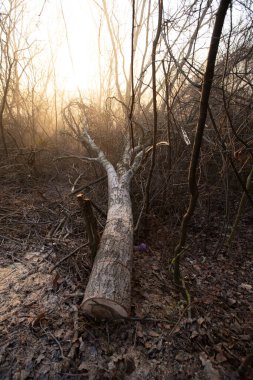 Isınmak için odun kesimi. Kesinti. Kış için odun hazırlama, şömine fırını. Güzel, el değmemiş orman alanının ormansızlaşması. Isınmak için yakıt. Kış. Ağaç kesme.