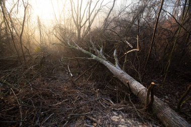 Isınmak için odun kesimi. Kesinti. Kış için odun hazırlama, şömine fırını. Güzel, el değmemiş orman alanının ormansızlaşması. Isınmak için yakıt. Kış. Ağaç kesme.