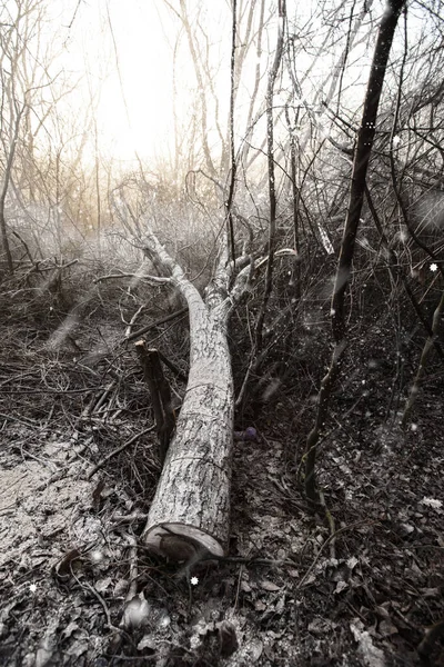 Isınmak için odun kesimi. Kesinti. Kış için odun hazırlama, şömine fırını. Güzel, el değmemiş orman alanının ormansızlaşması. Isınmak için yakıt. Kış. Ağaç kesme.