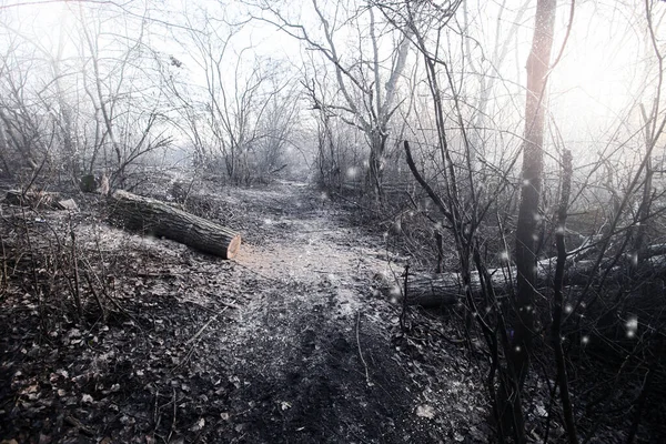 Isınmak için odun kesimi. Kesinti. Kış için odun hazırlama, şömine fırını. Güzel, el değmemiş orman alanının ormansızlaşması. Isınmak için yakıt. Kış. Ağaç kesme.