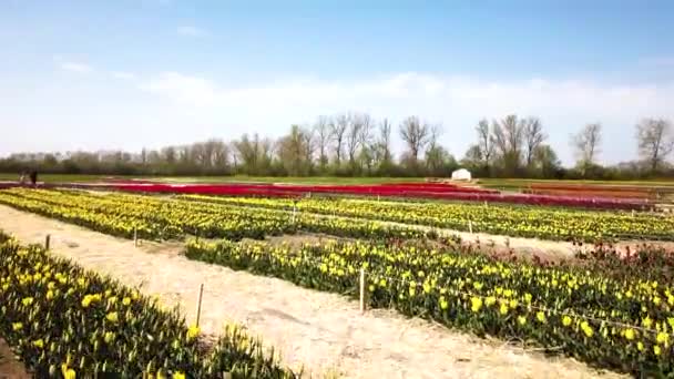 Yukarıdan Görülen Lale Tarlalarının Kırsal Manzarası Bahar Laleleri Çiçek Laleleri — Stok video