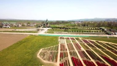 Rural views of tulip fields seen from above. Spring tulips floral tulip bunch. colorful flowers in Spring . yellow, orange and red tulips in bloom. Drone flies over colorful tulip fields on a sunny