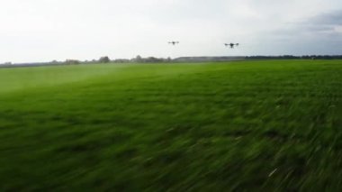agrodrone treats fields with insect repellant from the air. Sprayers Agrodrone live.Quadcopter flight over the field, help in fertilizer, pesticides. Top view of sprays fertilizer on agricultural