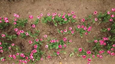 Rural views of tulip fields seen from above. Spring tulips floral tulip bunch. colorful flowers in Spring . yellow, orange and red tulips in bloom. Drone flies over colorful tulip fields on a sunny