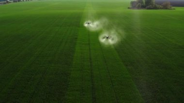 agrodrone treats fields with insect repellant from the air. Sprayers Agrodrone live.Quadcopter flight over the field, help in fertilizer, pesticides. Top view of sprays fertilizer on agricultural