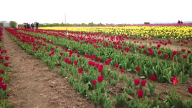 Rural views of tulip fields seen from above. Spring tulips floral tulip bunch. colorful flowers in Spring . yellow, orange and red tulips in bloom. Drone flies over colorful tulip fields on a sunny
