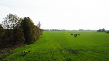 agrodrone treats fields with insect repellant from the air. Sprayers Agrodrone live.Quadcopter flight over the field, help in fertilizer, pesticides. Top view of sprays fertilizer on agricultural