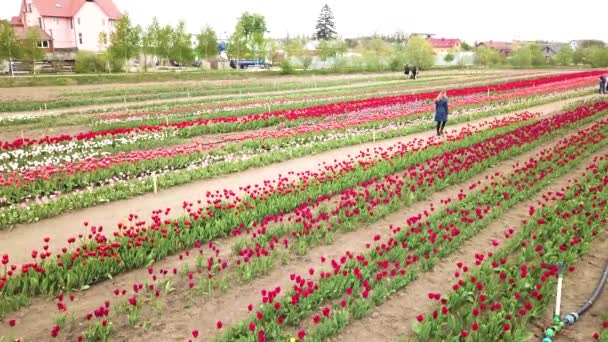 Yukarıdan Görülen Lale Tarlalarının Kırsal Manzarası Bahar Laleleri Çiçek Laleleri — Stok video
