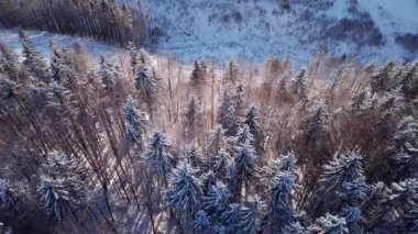 A dense evergreen spruce forest covering the white snow-capped hills of the Carpathian Mountains in the winter forest, aerial UHD 4K video. High quality 4k footage