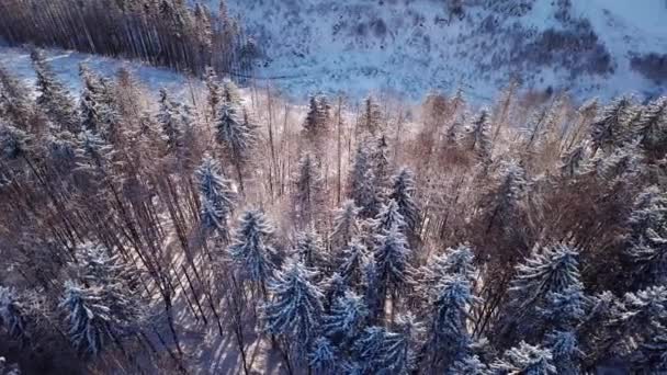 Kış Ormanlarındaki Karpat Dağları Nın Beyaz Karla Kaplı Tepelerini Kaplayan — Stok video