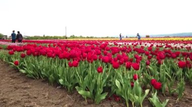 Rural views of tulip fields seen from above. Spring tulips floral tulip bunch. colorful flowers in Spring . yellow, orange and red tulips in bloom. Drone flies over colorful tulip fields on a sunny