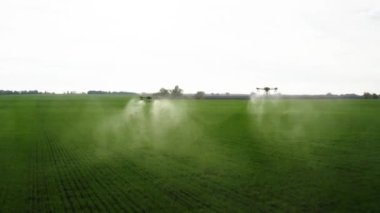 agrodrone treats fields with insect repellant from the air. Sprayers Agrodrone live.Quadcopter flight over the field, help in fertilizer, pesticides. Top view of sprays fertilizer on agricultural