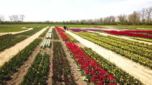 Rural Views Tulip Fields Seen Spring Tulips Floral Tulip Bunch — Stock videók