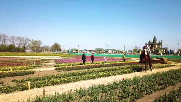 Rural Views Tulip Fields Seen Spring Tulips Floral Tulip Bunch — Stockvideo