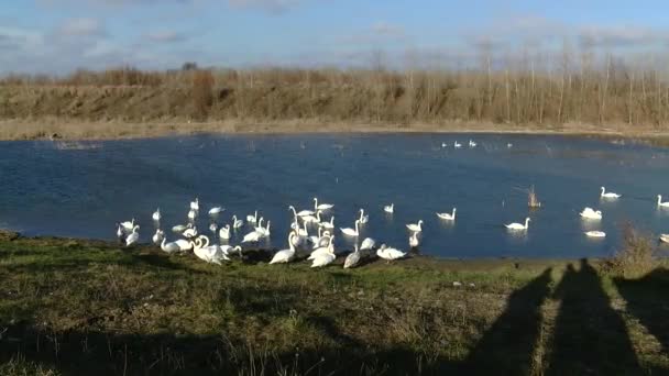 Flock Swans Mallards Swim Sleep Cold Winter Lake Birds Sort — Vídeo de Stock