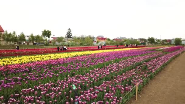 Rural Views Tulip Fields Seen Spring Tulips Floral Tulip Bunch — Stockvideo