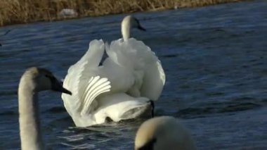 A flock of swans and mallards swim and sleep in a cold winter lake. Birds sort and clean feathers. High quality HD footage