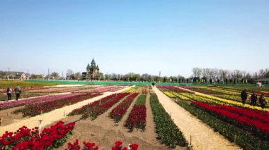 Rural views of tulip fields seen from above. Spring tulips floral tulip bunch. colorful flowers in Spring . yellow, orange and red tulips in bloom. Drone flies over colorful tulip fields on a sunny