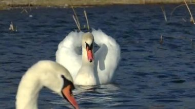 A flock of swans and mallards swim and sleep in a cold winter lake. Birds sort and clean feathers. High quality HD footage