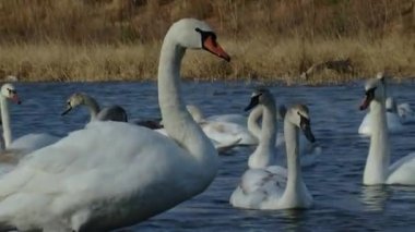 A flock of swans and mallards swim and sleep in a cold winter lake. Birds sort and clean feathers. High quality HD footage