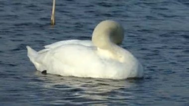 A flock of swans and mallards swim and sleep in a cold winter lake. Birds sort and clean feathers. High quality HD footage