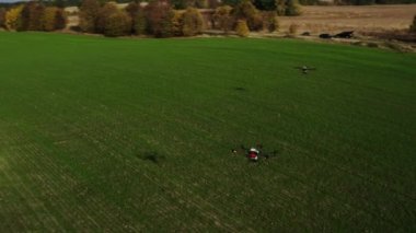 agrodrone treats fields with insect repellant from the air. Sprayers Agrodrone live.Quadcopter flight over the field, help in fertilizer, pesticides. Top view of sprays fertilizer on agricultural