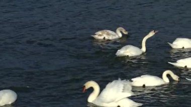 A flock of swans and mallards swim and sleep in a cold winter lake. Birds sort and clean feathers. High quality HD footage