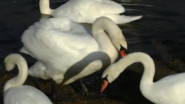 Flock Swans Mallards Swim Sleep Cold Winter Lake Birds Sort — Vídeo de Stock
