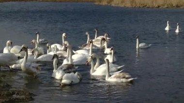 A flock of swans and mallards swim and sleep in a cold winter lake. Birds sort and clean feathers. High quality HD footage