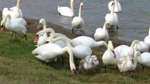 Flock Swans Mallards Swim Sleep Cold Winter Lake Birds Sort — Wideo stockowe