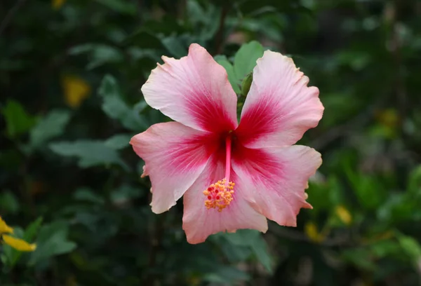 Stock image Closed up Pink hibiscus flower freshness and bright color in nature background