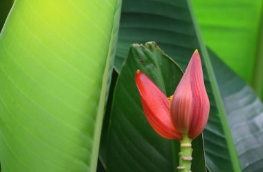 Çiçekli muz kırmızısı ve pembe renk. Bahçede ışık efektleri var.