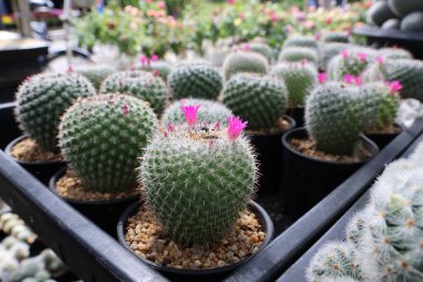 Tüylü kaktüs, çiçekli Tayland yerel pazarı.