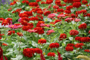 Zinnia zarif çiçekler bahçedeki güzel taç yaprakları