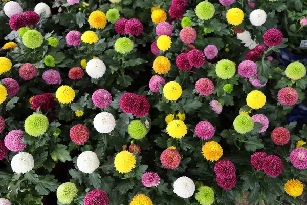 Pompons Chrysanthemum in the garden beautiful color bright and freshness