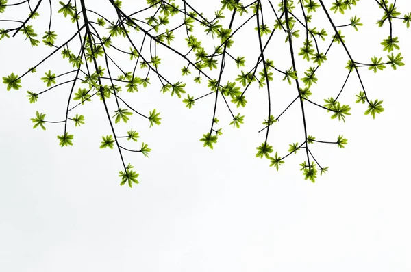Unga Skott Sal Träd Grön Färg Isolat Bakgrund — Stockfoto