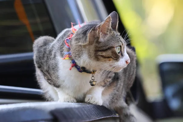 The domestic cat with the old  collars pet sit relaxing on the pickup of car
