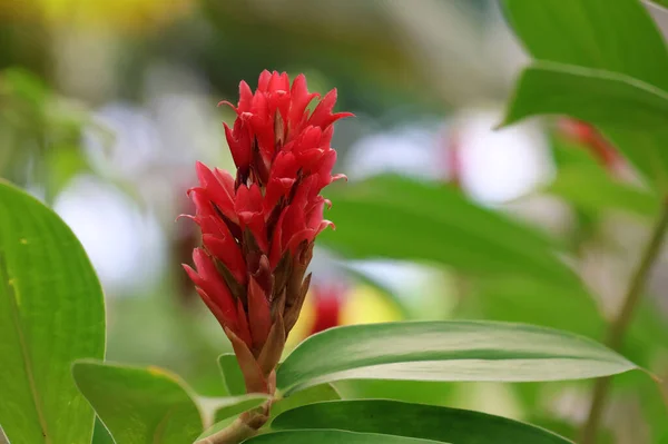 Red galangal is red color blooming with garden beautiful and freshness in nature background