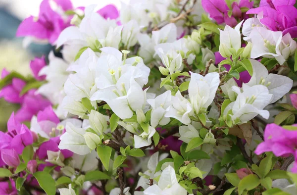 stock image White and pink Bougainvillea blossoms together plants in summer