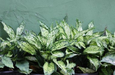 Aglaonema güzel yaprak bahçe tazeliği ve yeşil duvar yanında dekore 