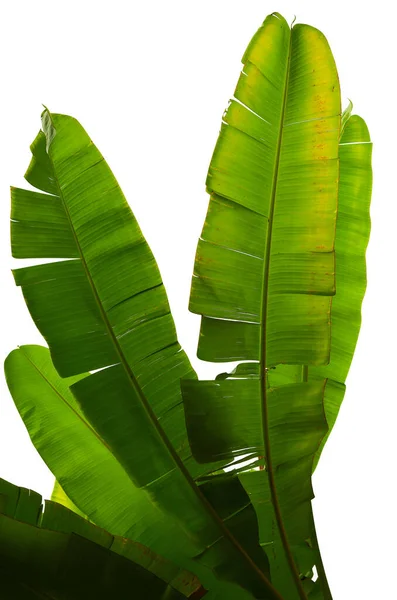 Banana dry leaves yellow and green two tones color on isolated