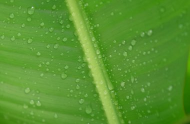 Doğal yeşil yaprak ve doğal arka planda su damlaları