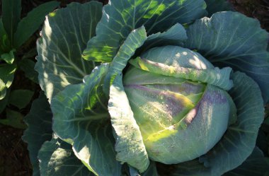 Organik çiftlikte çiğ taneleri yetişen taze lahana sebzesi.