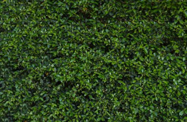 Bahçede dekore edilmiş doğa yeşil yaprakları